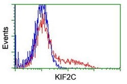 KIF2C Mouse anti-Human, Mouse, Rat, Clone: OTI1C5, liquid, TrueMAB 100