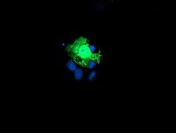 KIF2C Mouse anti-Human, Mouse, Rat, Clone: OTI1C5, liquid, TrueMAB 100