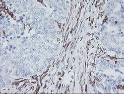 KIF2C Mouse anti-Human, Mouse, Rat, Clone: OTI1C5, liquid, TrueMAB 100