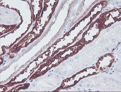 KIF2C Mouse anti-Human, Mouse, Rat, Clone: OTI1C5, liquid, TrueMAB 100