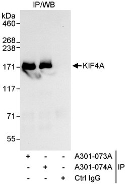 KIF4A Rabbit anti-Human, Polyclonal, Bethyl Laboratories 100 &mu;l; Unlabeled:Antibodies,