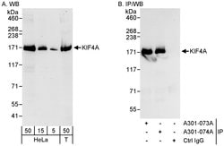 KIF4A Rabbit anti-Human, Polyclonal, Bethyl Laboratories 100 &mu;L; Unconjugated:Antibodies,