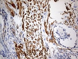 KIF6 Mouse anti-Human, Clone: OTI5G2, lyophilized, TrueMAB 100 &mu;g | Buy Online | Origene Technologies | Fisher Scientific