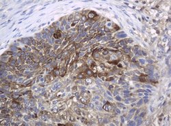 KIT Mouse anti-Human, Clone: OTI1E2, lyophilized, TrueMAB 100 &mu;g; Unconjugated:Antibodies,