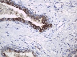 KIT Mouse anti-Human, Clone: OTI1E2, lyophilized, TrueMAB 100 &mu;g; Unconjugated:Antibodies,