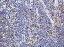 KIT Monoclonal Antibody (OTI2C1D5), TrueMAB , OriGene 100 &mu;L; Unconjugated:Antibodies,