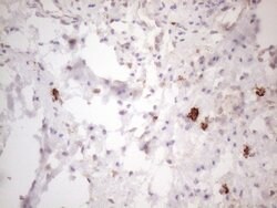 KIT Monoclonal Antibody (OTI1B6), TrueMAB , OriGene 100 &mu;L; Unconjugated:Antibodies,