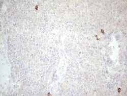 KIT Monoclonal Antibody (OTI1B6), TrueMAB , OriGene 100 &mu;L; Unconjugated:Antibodies,