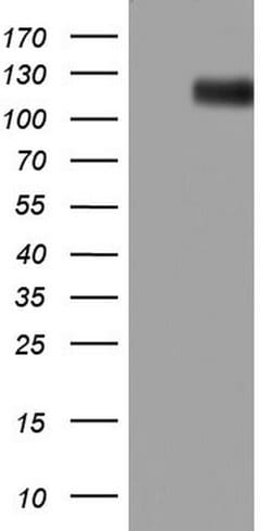KIT Monoclonal Antibody (OTI2C1H4), TrueMAB , OriGene 100 &mu;L; Unconjugated:Antibodies,
