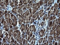 KITLG Mouse anti-Human, Clone: OTI5F6, liquid, TrueMAB 100 &mu;L; Unconjugated:Antibodies,