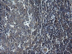 KITLG Mouse anti-Human, Clone: OTI5F6, liquid, TrueMAB 100 &mu;L; Unconjugated:Antibodies,