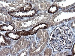 KITLG Mouse anti-Human, Clone: OTI5F6, liquid, TrueMAB 100 &mu;L; Unconjugated:Antibodies,