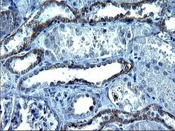 KITLG Monoclonal Antibody (OTI6E5), TrueMAB , OriGene 100 &mu;L; Unconjugated:Antibodies,