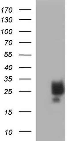 KITLG Mouse anti-Human, Clone: OTI5F6, liquid, TrueMAB 100 &mu;L; Unconjugated:Antibodies,