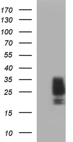 KITLG Monoclonal Antibody (OTI6E5), TrueMAB , OriGene 100 &mu;L; Unconjugated:Antibodies,