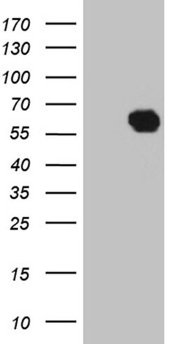 KLF12 Monoclonal Antibody (OTI2A5), TrueMAB , OriGene 100 &mu;L; Unconjugated:Antibodies,
