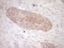 KLF2 Mouse anti-Human, Clone: OTI3A10, lyophilized, TrueMAB 100 &mu;g;