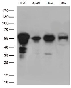 KLF5 Mouse anti-Human, Clone: OTI2G4, lyophilized, TrueMAB 100 &mu;g; Unconjugated:Antibodies,