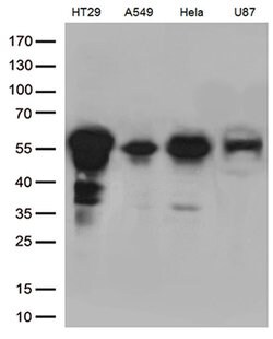 KLF5 Monoclonal Antibody (OTI2G4), TrueMAB , OriGene 100 &mu;L; Unconjugated:Antibodies,
