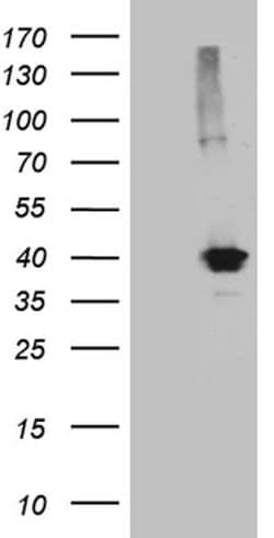 KLF7 Monoclonal Antibody (OTI1A7), TrueMAB , OriGene:Antibodies:Primary