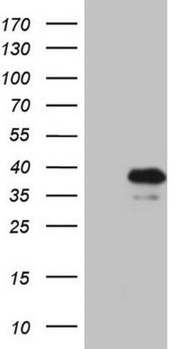 KLF9 Mouse anti-Human, Clone: OTI2F2, lyophilized, TrueMAB 100 &mu;g; Unconjugated:Antibodies,