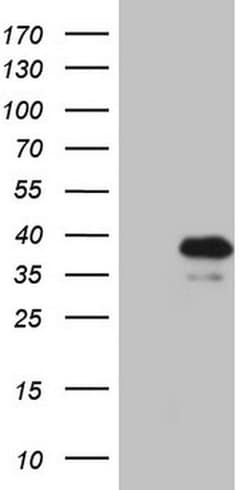 KLF9 Monoclonal Antibody (OTI2F2), TrueMAB , OriGene 100 &mu;L; Unconjugated:Antibodies,