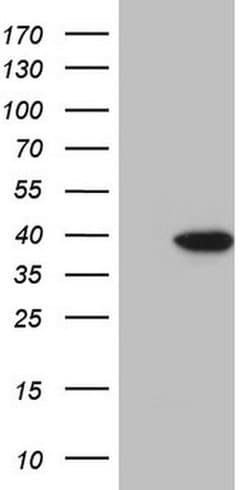 KLF9 Monoclonal Antibody (OTI7H8), TrueMAB , OriGene:Antibodies:Primary