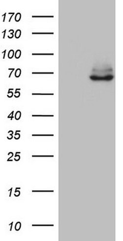 KLHL12 Monoclonal Antibody (OTI4E1), TrueMAB , OriGene 100 &mu;L; Unconjugated:Antibodies,