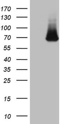 KLHL12 Monoclonal Antibody (OTI5C12), TrueMAB , OriGene:Antibodies:Primary