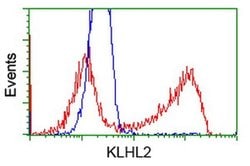 KLHL2 Monoclonal Antibody (OTI8B8), TrueMAB , OriGene:Antibodies:Primary
