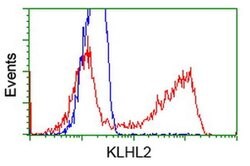 KLHL2 Monoclonal Antibody (OTI6D8), TrueMAB , OriGene 100 &mu;L; Unconjugated:Antibodies,