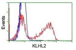 KLHL2 Monoclonal Antibody (OTI3H9), TrueMAB , OriGene:Antibodies:Primary