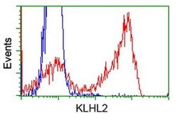 KLHL2 Monoclonal Antibody (OTI1G7), TrueMAB , OriGene 30 &mu;L; Unconjugated:Antibodies,