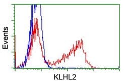 KLHL2 Monoclonal Antibody (OTI10C12), TrueMAB , OriGene:Antibodies:Primary