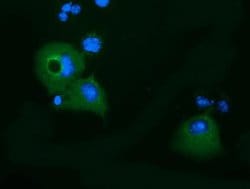 KLHL2 Monoclonal Antibody (OTI8B8), TrueMAB , OriGene:Antibodies:Primary