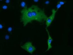 KLHL2 Monoclonal Antibody (OTI6D8), TrueMAB , OriGene 100 &mu;L; Unconjugated:Antibodies,