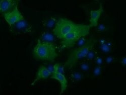 KLHL2 Mouse anti-Canine, Human, Clone: OTI1G7, lyophilized, TrueMAB 100