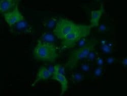 KLHL2 Monoclonal Antibody (OTI1G7), TrueMAB , OriGene 30 &mu;L; Unconjugated:Antibodies,
