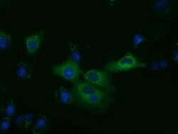 KLHL2 Monoclonal Antibody (OTI10C12), TrueMAB , OriGene 30 &mu;L; Unconjugated:Antibodies,