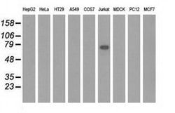 KLHL2 Monoclonal Antibody (OTI6D8), TrueMAB , OriGene 100 &mu;L; Unconjugated:Antibodies,