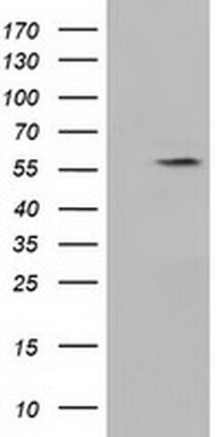 KLHL2 Monoclonal Antibody (OTI3H9), TrueMAB , OriGene 100 &mu;L; Unconjugated:Antibodies,