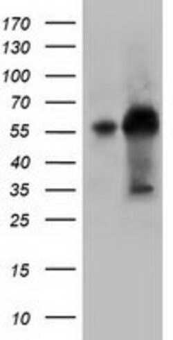 KLHL2 Mouse anti-Canine, Human, Clone: OTI1G7, lyophilized, TrueMAB 100