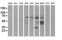 KLHL2 Mouse anti-Canine, Human, Clone: OTI1G7, lyophilized, TrueMAB 100
