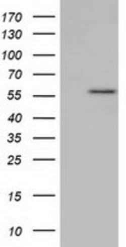KLHL2 Mouse anti-Human, Clone: OTI10C12, lyophilized, TrueMAB 100 &mu;g;