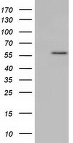 KLHL2 Monoclonal Antibody (OTI10C12), TrueMAB , OriGene 30 &mu;L; Unconjugated:Antibodies,