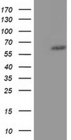 KLHL2 Monoclonal Antibody (OTI8D8), TrueMAB , OriGene 100 &mu;L; Unconjugated:Antibodies,