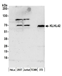 KLHL42 Polyclonal Antibody, Bethyl Laboratories 20 &mu;L; Unconjugated:Antibodies,