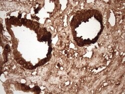 KLK3 Monoclonal Antibody (OTI3A11), TrueMAB , OriGene 100 &mu;L; Unconjugated:Antibodies,