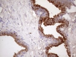 KLK3 Monoclonal Antibody (OTI1F7), TrueMAB , OriGene 100 &mu;L; Unconjugated:Antibodies,