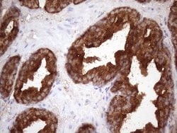 KLK3 Monoclonal Antibody (OTI1F7), TrueMAB , OriGene 100 &mu;L; Unconjugated:Antibodies,